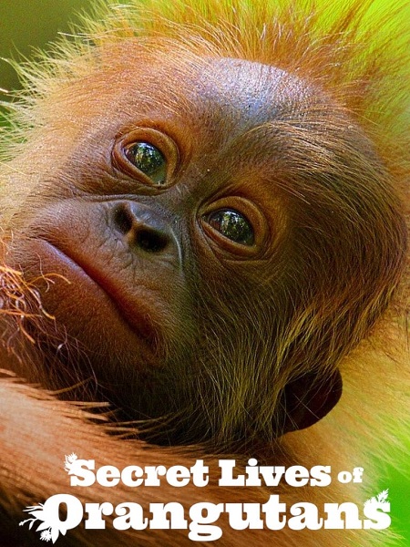فيلم Secret Lives of Orangutans 2024 مترجم